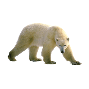 Polar white bear PNG-23521